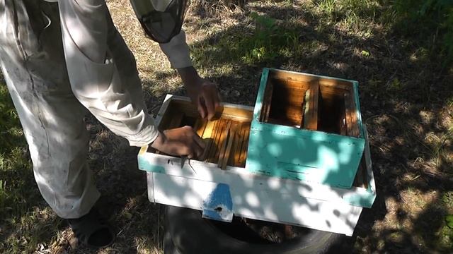 Жизненный ресурс пчёл в облётниках смотреть онлайн