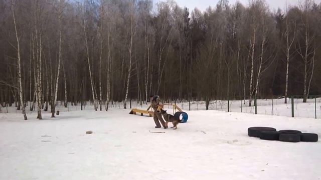 ЗАЩИТА НЕМЕЦКАЯ ОВЧАРКА смотреть онлайн