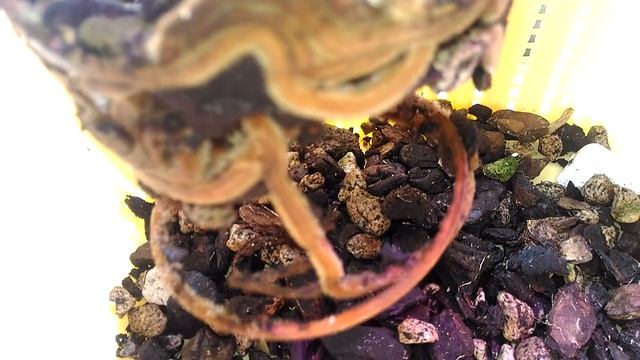 Башмачок Пиноккио???Пересаживаю? смотреть онлайн