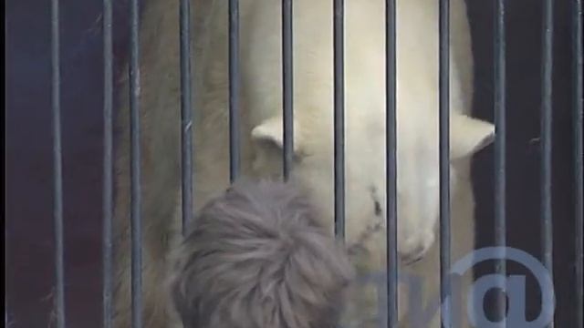 Зверинец в тверском Городском саду смотреть онлайн