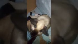 Тайская кошка родила, тайских котят им 2 часа
