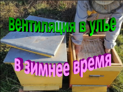 Вентиляция в улье в зимнее время смотреть онлайн
