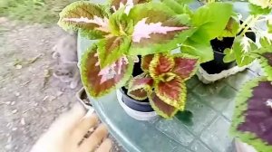 Мои новые Колиусы из семян.