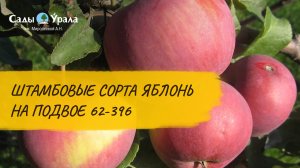 Обзор каталога: Штамбовые сорта яблонь на подвое 62-396