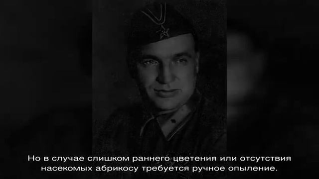 Что значит самобесплодный сорт – особенности опыления плодовых деревьев смотреть онлайн