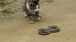 Кот против змеи Кот поймал змею