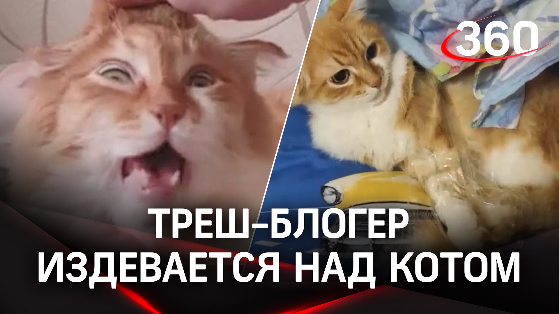Кото-фитнес или садизм? Уральский стример глумится над рыжим котом на глазах у всех