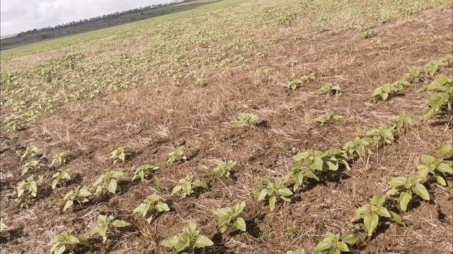 Первый (неудачный) опыт прямого сева подсолнечника или... посмотрим дальше - 2