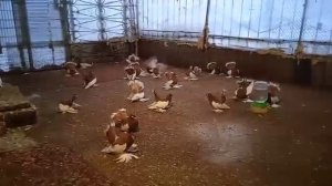 Статные Голуби Василия Старкова. Желтошалевые Голуби.