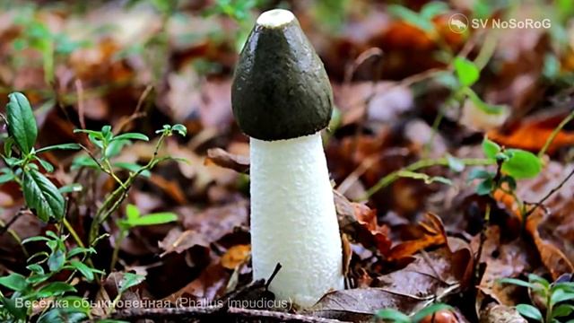 Весёлка обыкновенная (Phallus impudicus) смотреть онлайн
