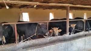 BUQA BOQISH SIR - ASRORLARI BIR OYDA 20.000.000 DAROMAD