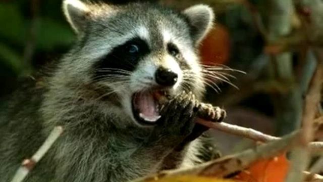 Детская_песня_про_енота_сапожника_sapozhnyka_del_mapache_of_raccoon_sapozhnyka.mp4