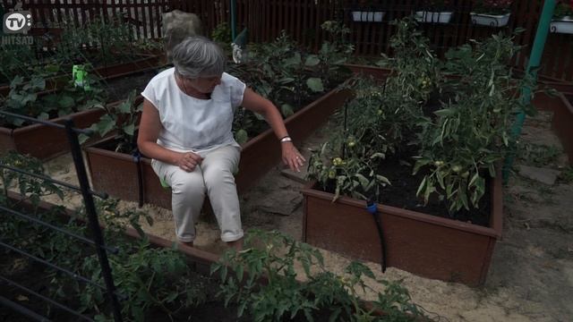 Томаты Семенами Выросли ЛУЧШЕ ? Как сажать Томаты ? Советы От Хитсад ТВ смотреть онлайн