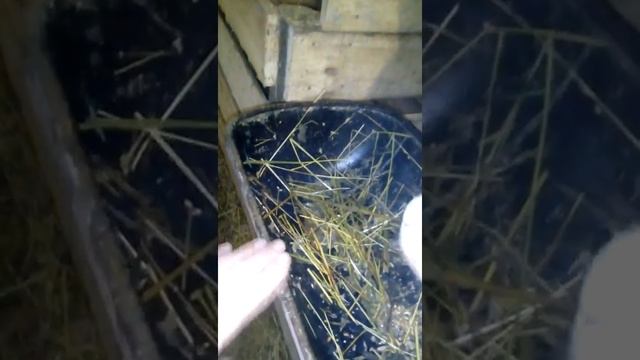 Коровник на 7 голов ч2 смотреть онлайн