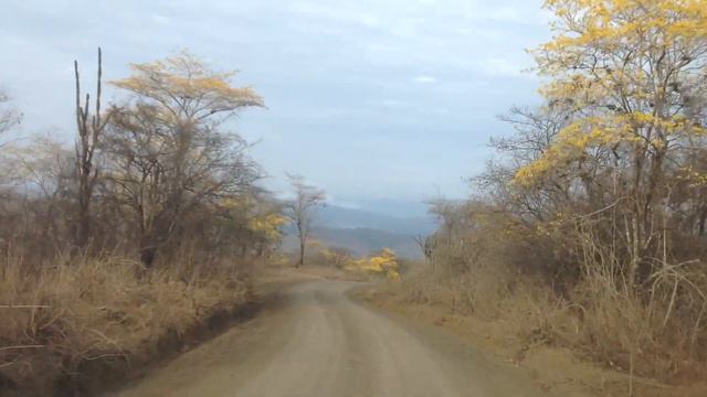 Ecuador-Cuenca. На границе с Перу в саванне Эквадора. смотреть онлайн