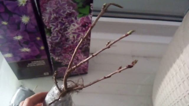 Как сохранить саженцы до высадки в открытый грунт до весны смотреть онлайн