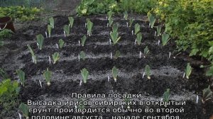 Ирис сибирский