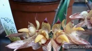 Орхидея БУЛЬБОФИЛЛУМ/bulbophyllum bicolor/ биколор и что надо для его цветениЯ?