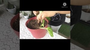 How to propagate marble queen photos + nabuhay ulit ang black velvet