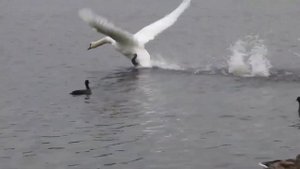 2023 01 Спасите лебедей