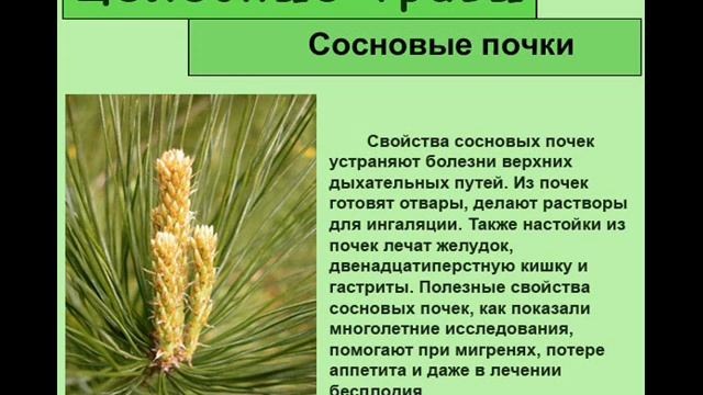 Сосновые почки смотреть онлайн