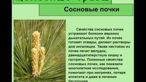 Сосновые почки