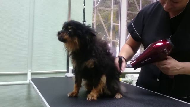 Фунтик у грумера смотреть онлайн