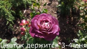 Роза Дьяблес де Мэр (Diablesse De Mers). Северо-Западный регион.