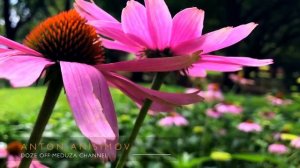 Спокойная Музыка Для Снятия Стресса | RELAXING PIANO | Music | Stress Relief Music