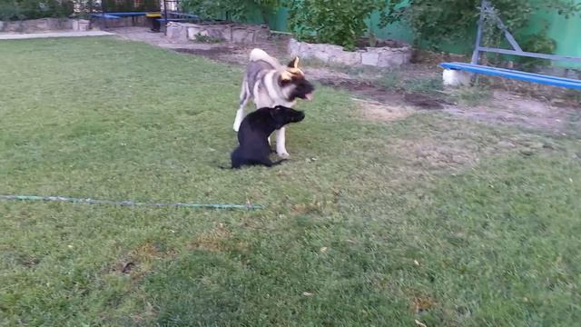 Американская Акита "Кевин" часть 2 город Тараз смотреть онлайн