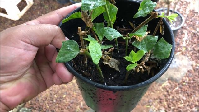Growing JASMINE (cuttings) = Pikake = Jasminum Sambac (Part 2) смотреть онлайн