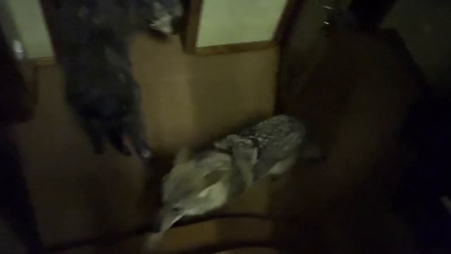 Волчьи ночи смотреть онлайн