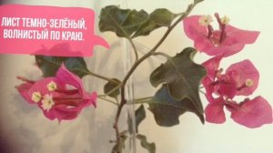 Бугенвиллия сорта Black India Red