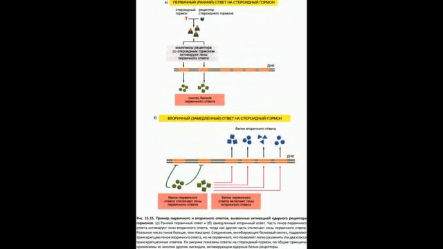 Общие принципы клеточной коммуникации смотреть онлайн