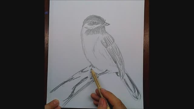 Как нарисовать птицу // Птица на ветке \\ Простой рисунок карандашом смотреть онлайн