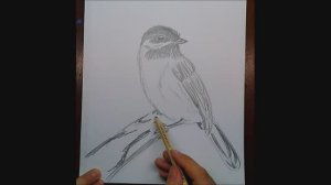 Как нарисовать птицу // Птица на ветке \\ Простой рисунок карандашом