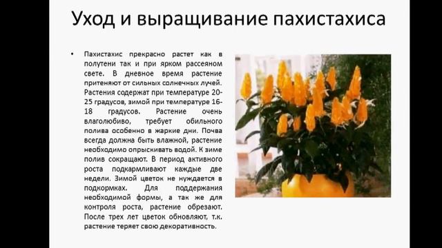 ПАХИСТАХИС