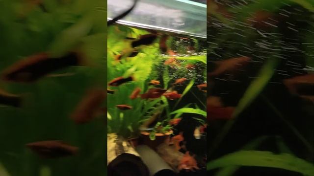 разница фильтров KW Zone Dophin KF-200 и KF-150 смотреть онлайн