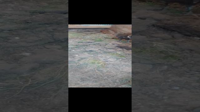 Месячный Фазанёнок
