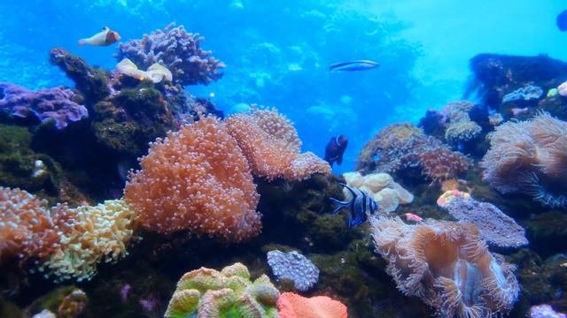 ОЧЕНЬ КРАСИВАЯ МУЗЫКА И ПОТРЯСАЮЩИЙ ВИД ПОДВОДНОГО МИРА.🐠🐠СНИМАЕМ СТРЕСС.#релакс_музыка_релакс_виде