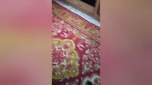 Завели собаку Шепски(помесь Немецкой овчарки и Хаски).