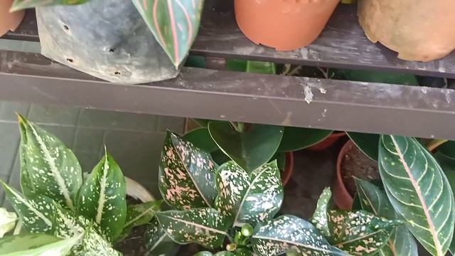 18 Types of Aglaonema/Aglaonema Plants Varieties / Aglaonema Varieties | Care Tips смотреть онлайн