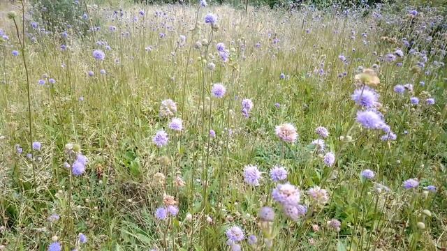 Сивец луговой. Август 2023