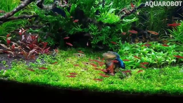 Расбора Бригитты | (Boraras brigitte). смотреть онлайн