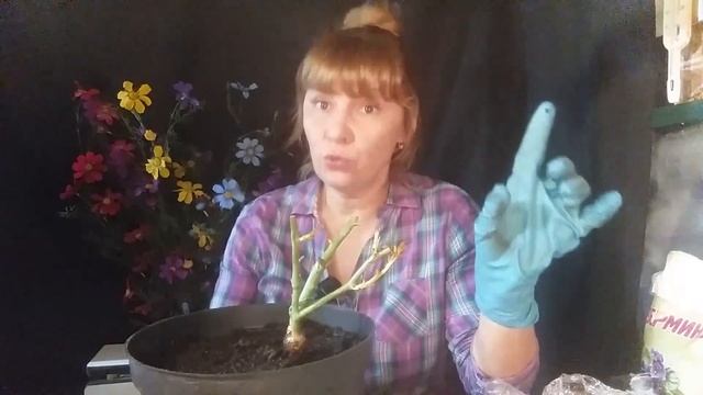 Спасаем розы и лилии с ростком. смотреть онлайн