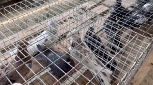 Ярмарка голубей Дагестан! 19 марта 2023 г. #pigeons #голуби #göyərçin #дагестан