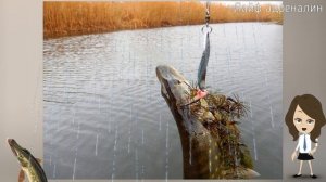 Какая должна стоять осенняя погода для активного клёва щуки?