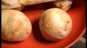 Грибы Веселки в лесу и дома. Как приготовить Настойку из грибов Веселок.