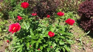 Burma Joy Peony (Paeonia "Burma Joy" - Peony cultivar)