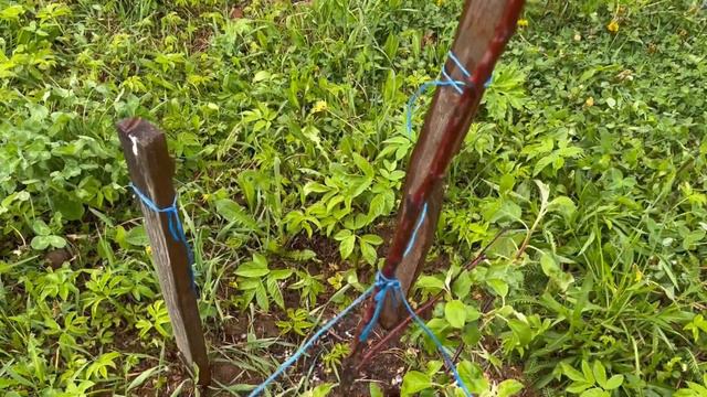 После града на даче все живенькое и даже уже цветет. 22.05.23г. смотреть онлайн